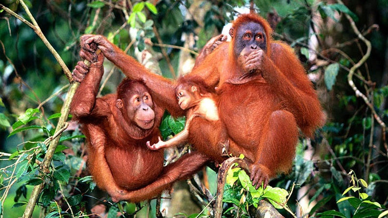 Center of Attention, Sumatran Orangutans